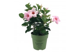 Mandevilla sundaville cream pink