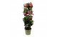Mandevilla sundaville pink Mandevilla Sundaville Classic Pink in toren 