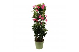 Mandevilla sundaville pink Mandevilla Sundaville Classic Pink in toren