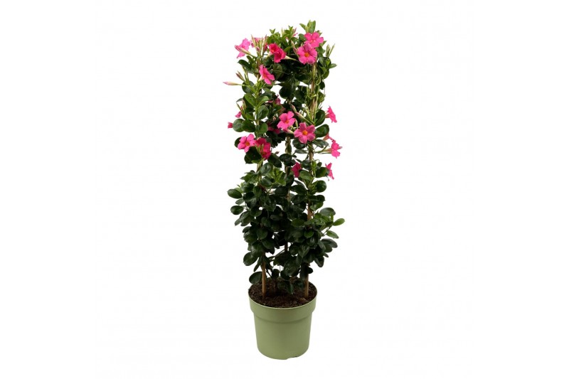 Mandevilla sundaville pink Mandevilla Sundaville Classic Pink in toren 