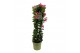 Mandevilla sundaville pink Mandevilla Sundaville Classic Pink in toren 