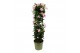 Mandevilla sundaville double blush pink Mandevilla Sundaville Double B 