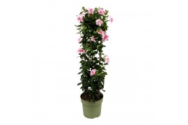 Mandevilla sundaville double blush pink Mandevilla Sundaville Double B