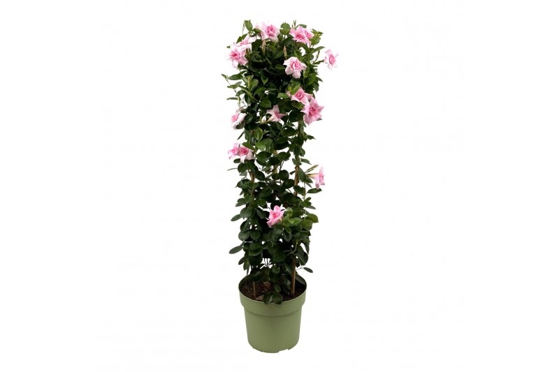 Mandevilla sundaville double blush pink Mandevilla Sundaville Double B 