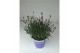 Lavandula angustifolia blauw 