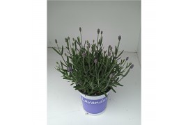 Lavandula angustifolia blauw