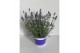 Lavandula angustifolia blauw 