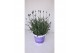 Lavandula angustifolia blauw 