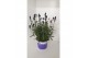 Lavandula angustifolia blauw 
