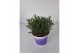 Lavandula angustifolia blauw 