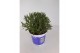 Lavandula angustifolia blauw 