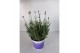 Lavandula angustifolia blauw 