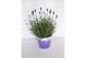 Lavandula angustifolia blauw 