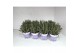Lavandula angustifolia blauw 