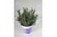 Lavandula angustifolia blauw 