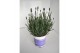 Lavandula angustifolia blauw 