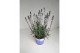 Lavandula angustifolia blauw 