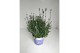 Lavandula angustifolia blauw 