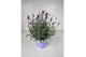 Lavandula angustifolia blauw 