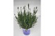 Lavandula angustifolia blauw 