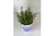 Lavandula angustifolia blauw 