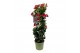 Mandevilla sundaville early scarlet Mandevilla Sundaville Early Scarle 