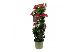 Mandevilla sundaville early scarlet Mandevilla Sundaville Early Scarle