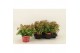 Kalanchoe dream bells hang Kalanchoe Dream Bells, with potcover 