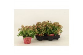 Kalanchoe dream bells hang Kalanchoe Dream Bells, with potcover