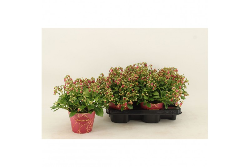 Kalanchoe dream bells hang Kalanchoe Dream Bells, with potcover 