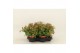 Kalanchoe dream bells hang Kalanchoe Dream Bells, with potcover 