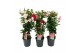 Mandevilla sundaville mix dipladenia piramide mix 