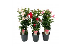 Mandevilla sundaville mix dipladenia piramide mix