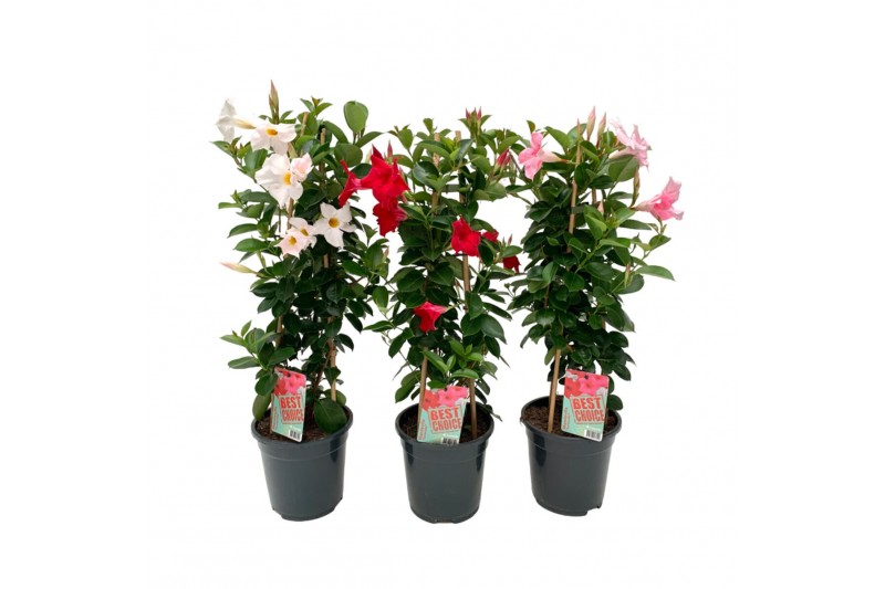 Mandevilla sundaville mix dipladenia piramide mix Mandevilla sundaville mix dipladenia piramide mix