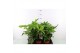 Fatsia japonica 