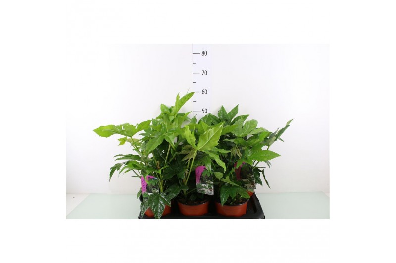 Fatsia japonica 