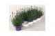 Lavandula angustifolia essence purple 