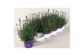 Lavandula angustifolia essence purple