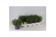 Lavandula angustifolia essence purple 