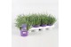 Lavandula angustifolia essence purple 