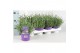 Lavandula angustifolia essence purple 