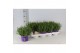 Lavandula angustifolia essence purple 