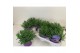 Lavandula angustifolia essence purple 