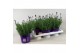 Lavandula angustifolia essence purple 