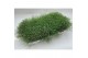 Gypsophilla muralis mix in pot roze wit 