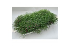 Gypsophilla muralis mix in pot roze wit