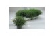 Gypsophilla muralis mix in pot roze wit 