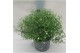 Gypsophilla muralis mix in pot roze wit 