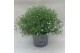 Gypsophilla muralis mix in pot roze wit 