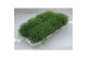 Gypsophilla muralis gypsy white wit 